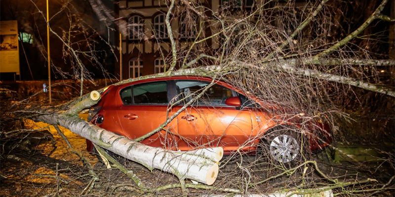 
                                    Водителей в Москве попросили парковать автомобили вдали от деревьев
                            