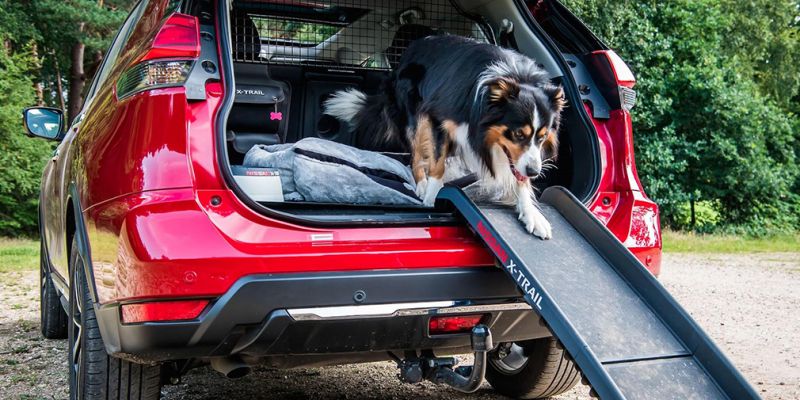 
                                    Nissan X-Trail приспособили для перевозки собак
                            