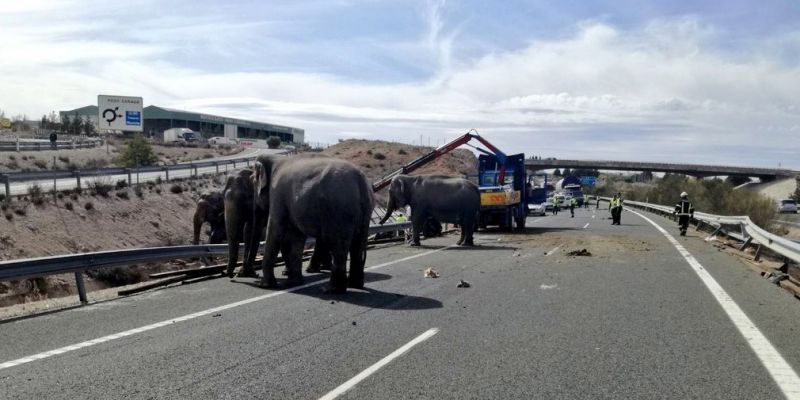 
                                    Видео: в Испании перекрыли автомагистраль ради слонов
                            