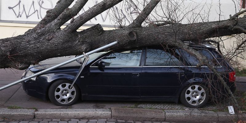 
                                    Автомобилистам посоветовали парковаться подальше от деревьев
                            