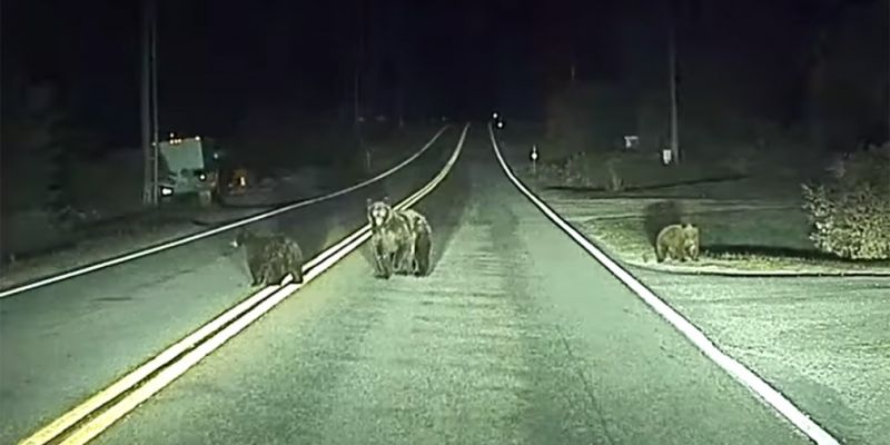 
                                    Видео: автопилот Tesla предотвращает наезд на медведей
                            